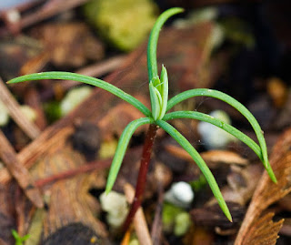 doug fir seedlings doug fir seedlings