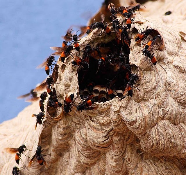 TERATAK SENJA: Sarang Tebuan