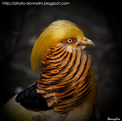 Penang-Bird-Park-Gold-Pheasant