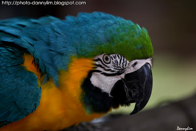 Penang-Bird-Park-Parrot