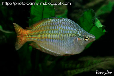 Red-Rainbow-Fish