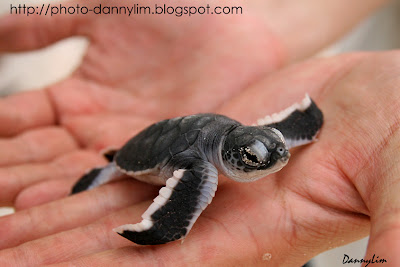 Green-turtle-hatchlings-1