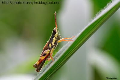 Grasshopper-macro-2