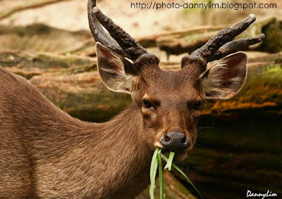Taiping-Zoo-Deer