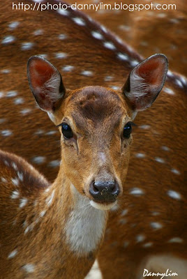 Deer-Taiping-Zoo