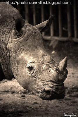 Rhino-Taiping-Zoo