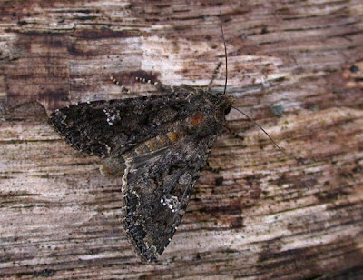 common carpet moth. Common Carpet: 1
