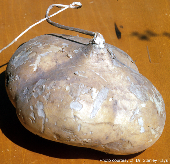 The Israel Adventure One Day at a Time Jicama