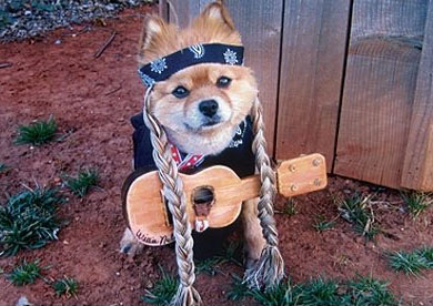 Fiberpuppy: Best Dog Costumes