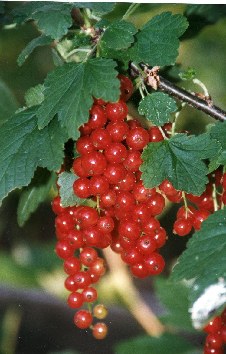 Spirit whisper Berries world.. yummy world!