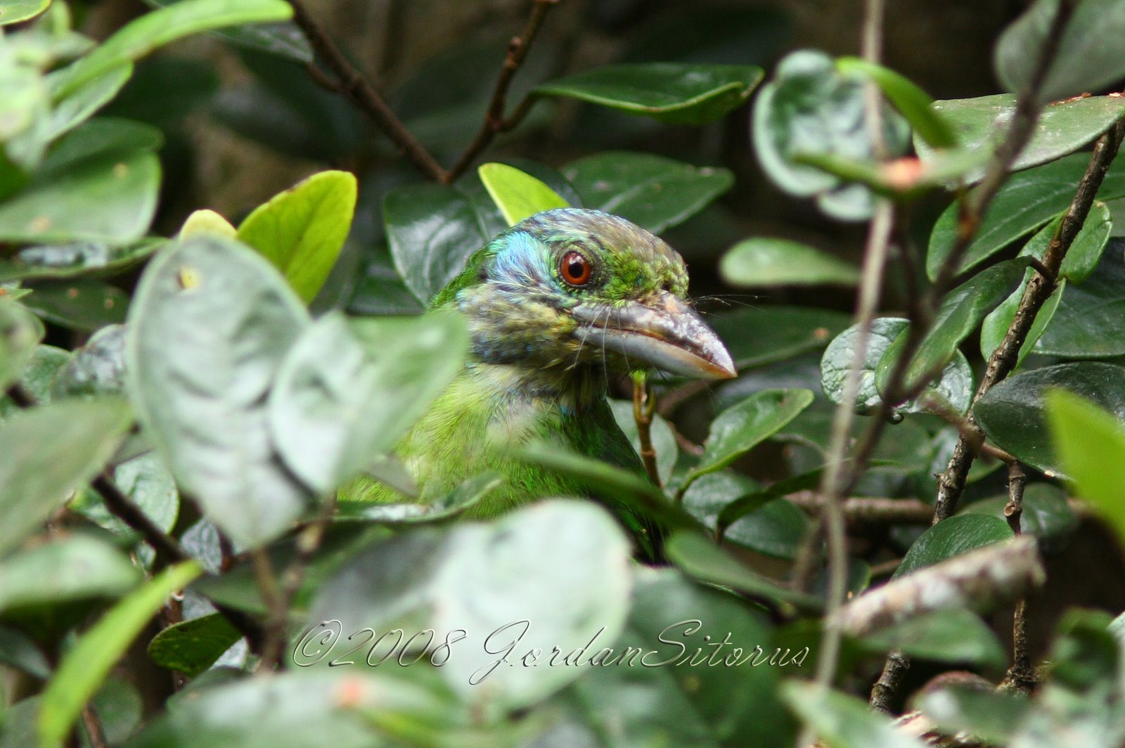 [Mountain+Barbet+(Megalaima+monticola).jpg]