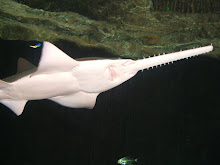 The swordfish at the aquarium
