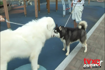 DBSK's Pets Saipan+-+Dog+-+Jae%27s+Vick+%26+Yunho%27s+Taepoong