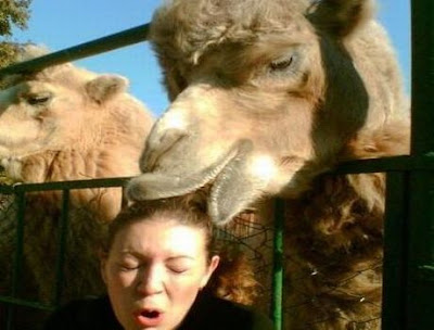 http://1.bp.blogspot.com/_xwE0rBDpg1Y/SPVSohCLORI/AAAAAAAACAY/AQ7b1Oi-FAE/s400/funny-animals-camel-bites-head.jpg