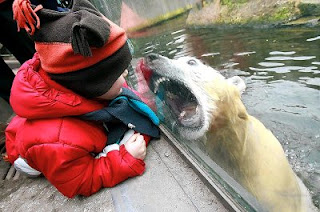 attacking polar bear photo