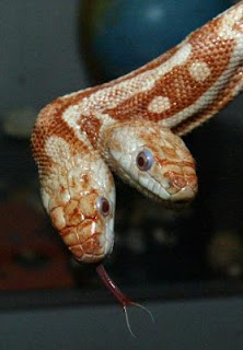 crazy picture of two headed snake