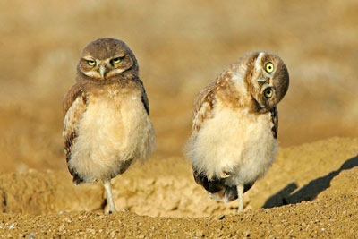 really-funny-owls-photo-sideways-look-one-leg.jpg