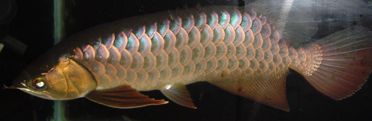 Blue Base Arowana