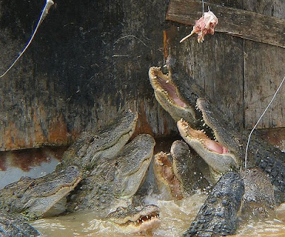 alligator feeding frenzy