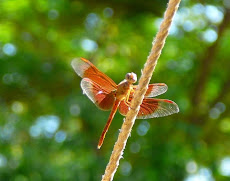 Dragons in Darwin?