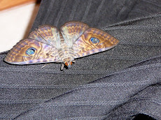 Moth season