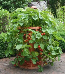 [strawberries-in-container.jpg]