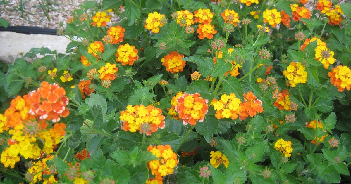 A Texas Native Backyard Habitat Texas Lantana Lantana horrida