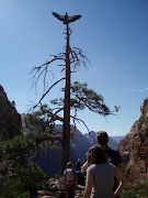 California Condor #99. (Actually, I didn't see it, because I didn't go out .