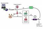 MAPK mediated CREB phosphorylation and gene expression in the nucleus