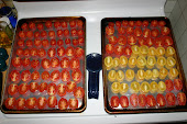 Oven Drying Tomatoes 2009