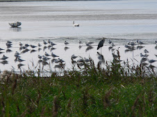 Twitchers paradise - the important nature reserve of Fleet Lagoon