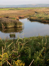 The view across Braunton Marsh & the Burrows