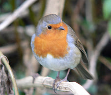 A friendly resident of Bucks Mill