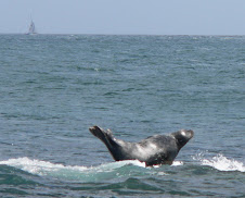 Sammy, the surfing Seal