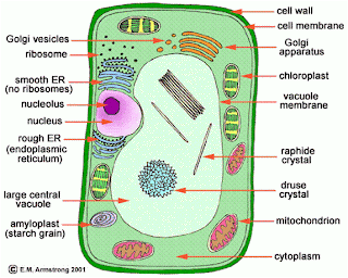 cell project cell analogy project ideas
