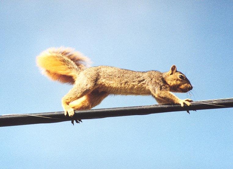 [squirrel3.bmp]