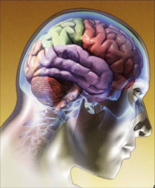 cerebro-humano%B%D