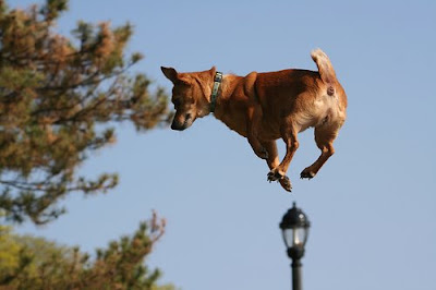 http://1.bp.blogspot.com/_y07lX5eP6xE/SNpa9-Qty4I/AAAAAAAAD8Y/I3sImLq3Ljg/s400/jumping+dog.jpg