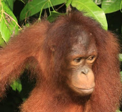 MALEZJA: orangutan na Borneo