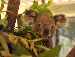 AUSTRALIA - Mis koala