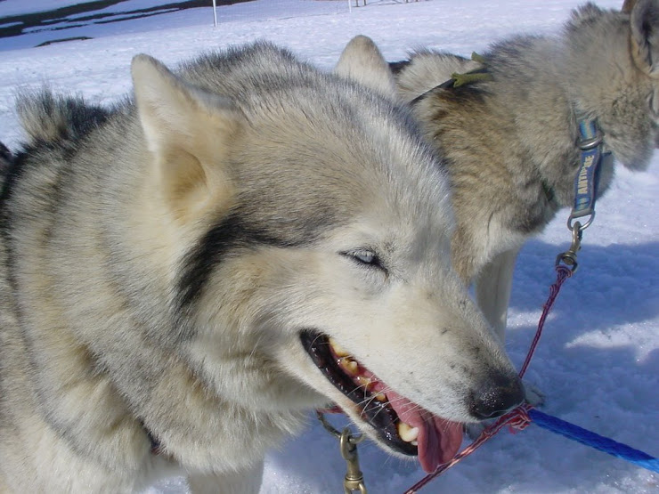 Les chiens de traîneaux...