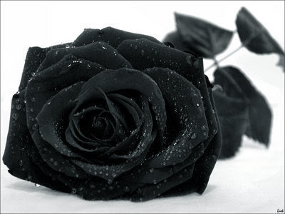 الوان الورود و معناها...! Black+Rose+3