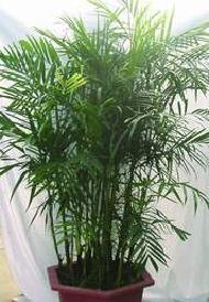 [雪佛里椰子.jpg]