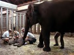 Baby Elephant Birth.