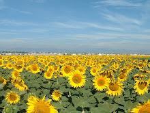 Sunflowers Longmont, CO