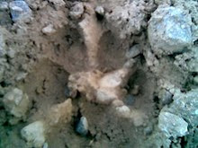 Mountain Lion Footprint