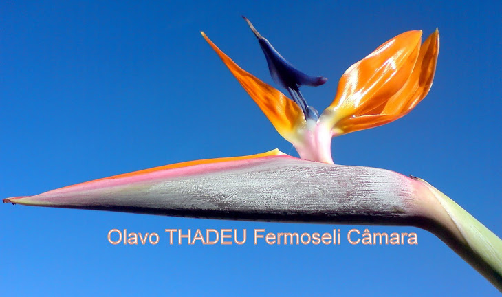 Olavo THADEU Fermoseli Câmara