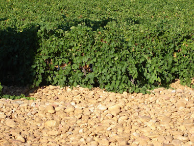 Découverte de la région : Châteauneuf Du Pape : ses vignes
