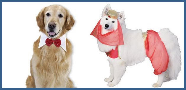 Homemade Pet Costumes