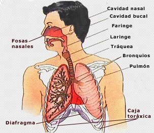 sistema respiratorio